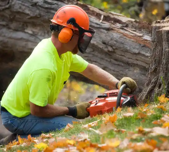 tree services Harvey